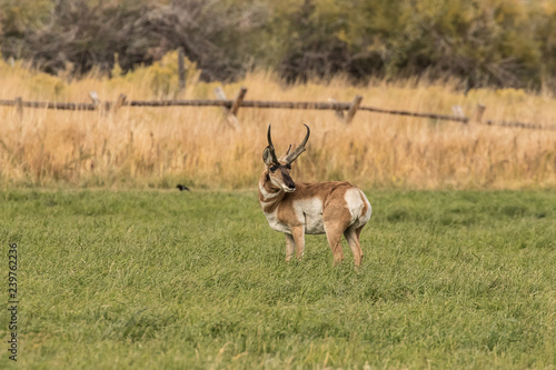 Pronghorn Antelope Buck I © NorthwestWildImages