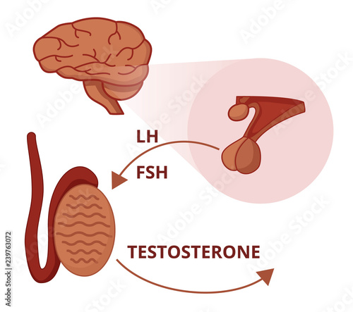 Gonadotropins functions. LH and FSH stuimulate testicles to produce testosterone