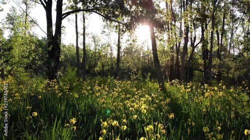 drone flight woods