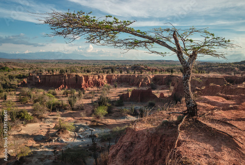 A lone tree standing on the edge of a cliff overlooking the landscape of clay formations and cactus in the red Tatacoa desert, a semi arid dry tropical forest, near Neiva, Colombia.