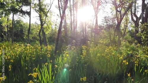 drone flight woods