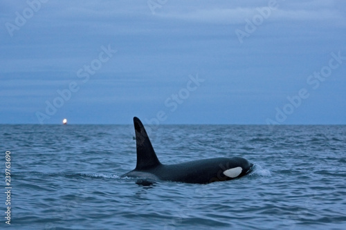 killer whale, orca, orcinus orca © prochym