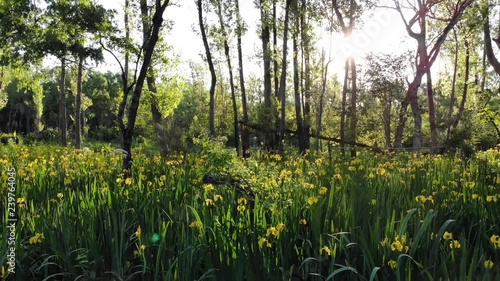 drone flight woods