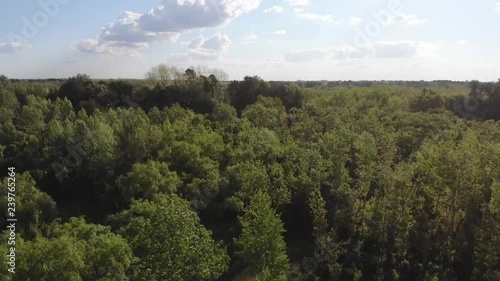 view of forest