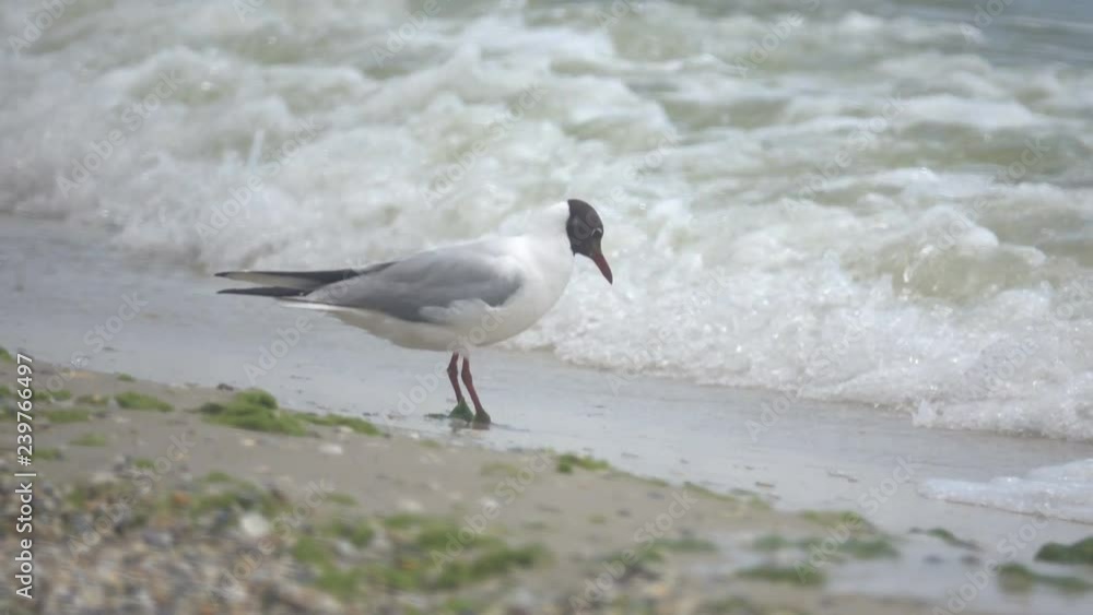 The gull eats crustaceans on the shore The gull eats crustaceans on the shore
