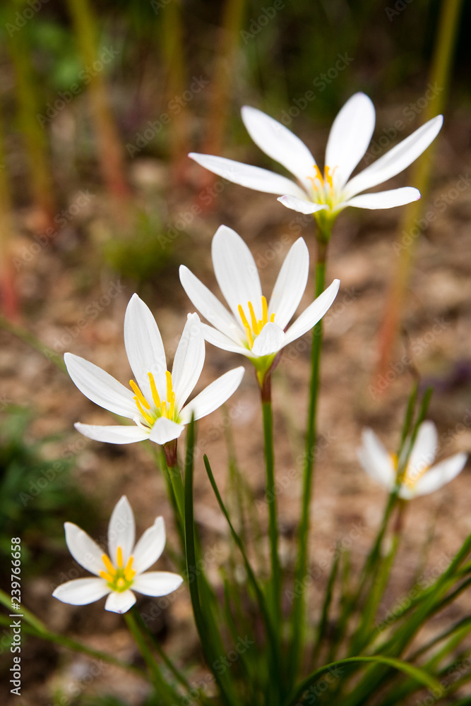 Fototapeta premium White flowers in the wild.
