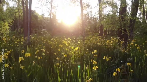 drone flight woods