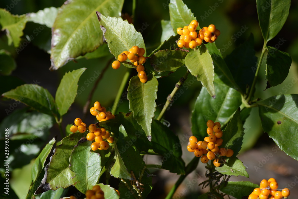 Sarcandra glabra Sarcandra glabra