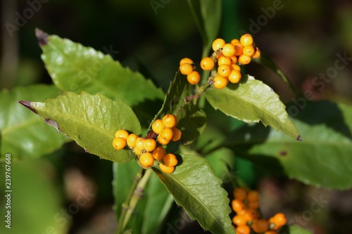 Sarcandra glabra photo