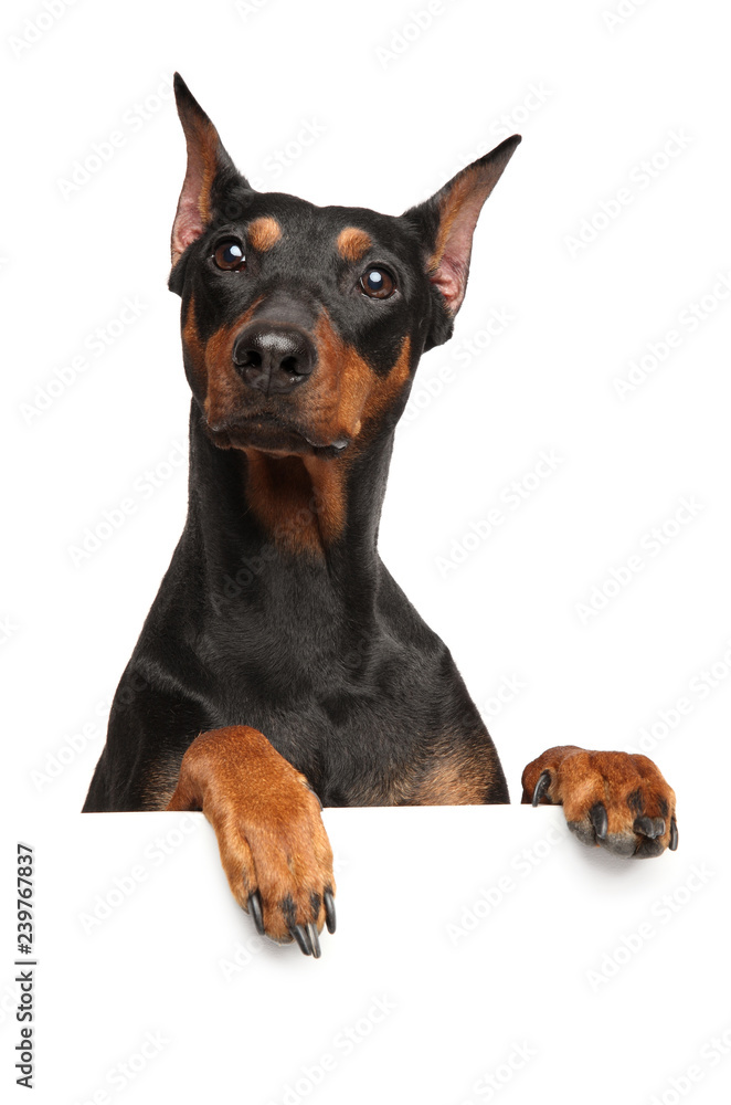 Surprised Pinscher look above banner Surprised Pinscher look above banner