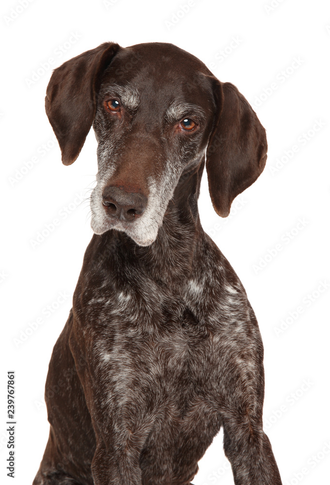 Portrait of a Aged German Shorthaired Pointer