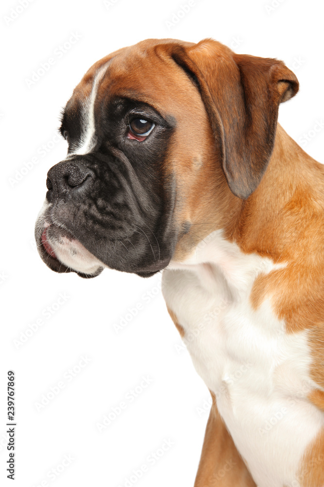 Profile portrait of Boxer puppy