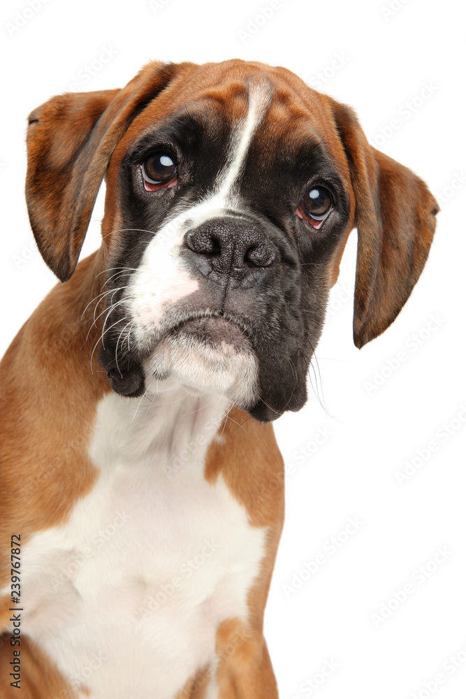 Portrait of a young German Boxer puppy on white