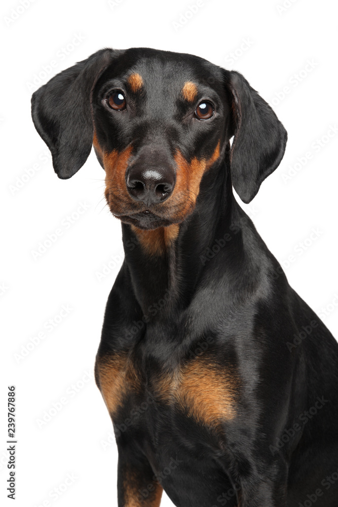 Portrait of a young German Pinscher on white