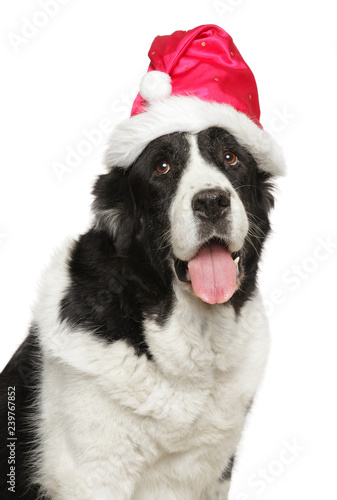 Portrait of a big Alabai dog in Santa red hat © jagodka