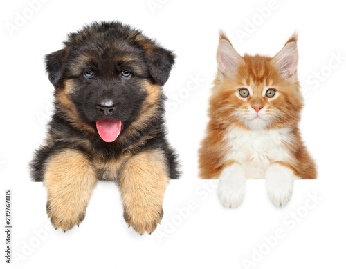 Sheepdog and Maine coon kitten above banner