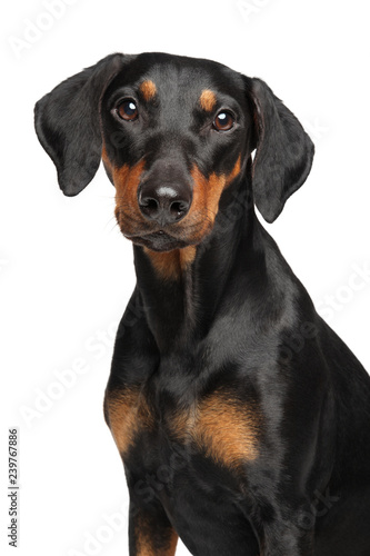 Portrait of a young German Pinscher on white © jagodka