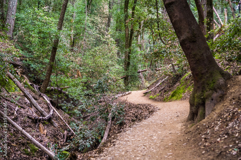 Hiking trail, Castle Rock State park, Santa Cruz mountains, San Francisco bay area, California Hiking trail, Castle Rock State park, Santa Cruz mountains, San Francisco bay area, California