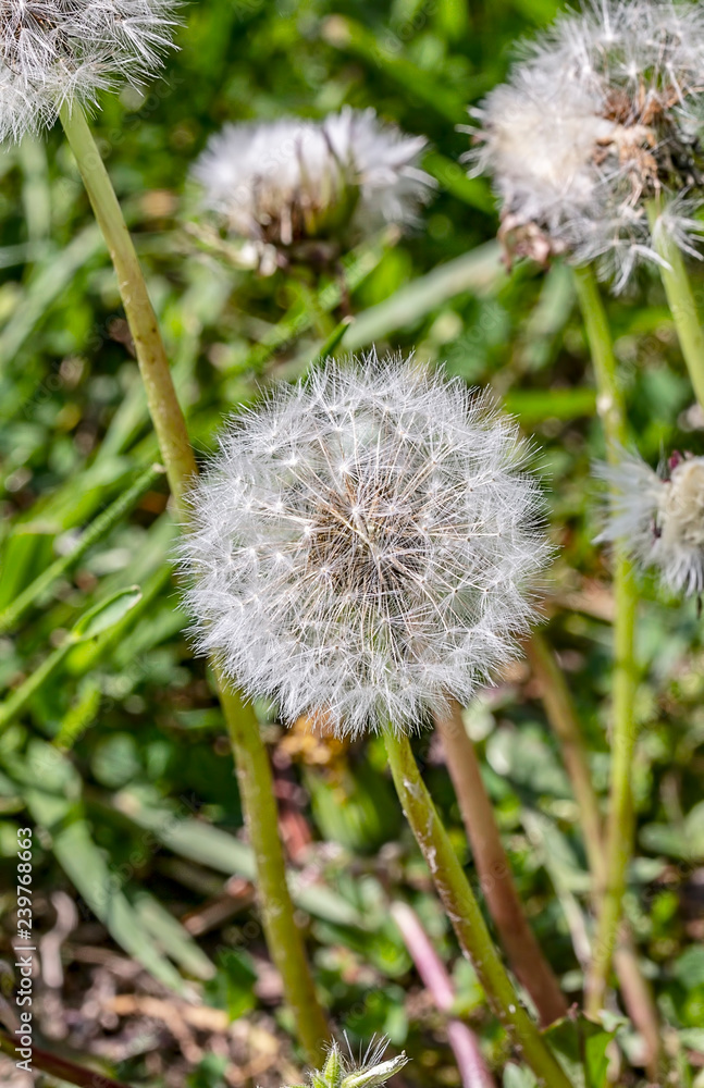 A dandelion seed head before maturing into a yellow flower. A dandelion seed head before maturing into a yellow flower.