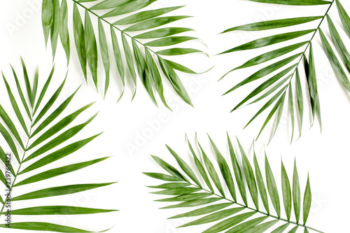 Tropical green palm leaves on white background. flat lay, top view © K.Decor