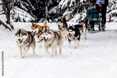 dog sled race with huskies