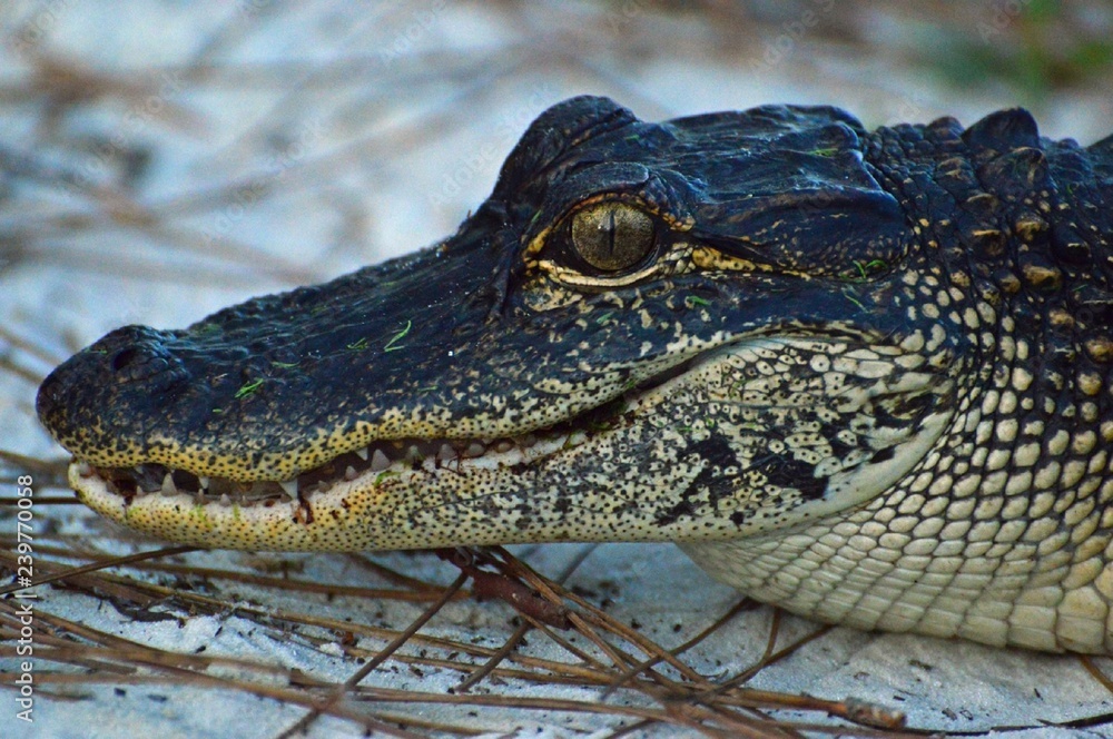 Fototapeta premium Florida Alligator