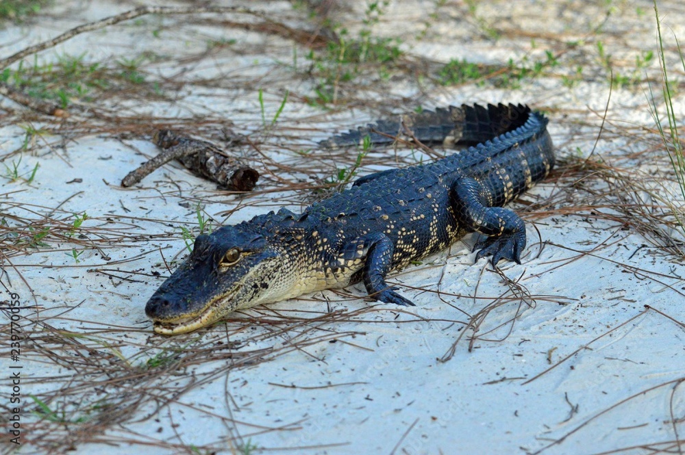 Fototapeta premium Florida Alligator