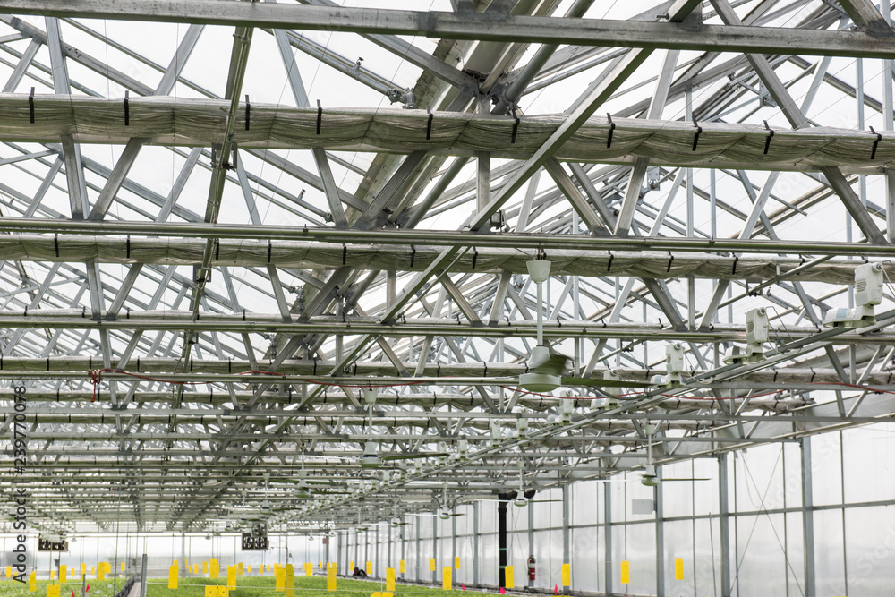View of the hydroponics style of cultivation is seen at a farm. It is a subset of hydroculture where plants are grown using mineral solvent instead of soil. Cabbage and lettuce plants are seen being View of the hydroponics style of cultivation is seen at a farm. It is a subset of hydroculture where plants are grown using mineral solvent instead of soil. Cabbage and lettuce plants are seen being