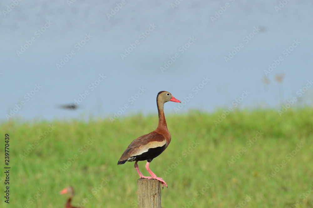 Fototapeta premium Black Belly Duck