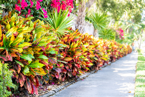 Vibrant codiaeum variegatum, petra croton, variegated plant leaf, leaves, landscaped garden, landscaping wall, outside, outdoor street, green grass, road, street sidewalk in tropical Florida keys
