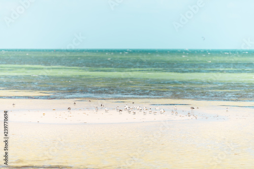 Key West, USA pier park landscape in Florida at ocean, sea waves near sand beach, coast, coastline, shallow green water tide, many seagulls, gulls birds standing