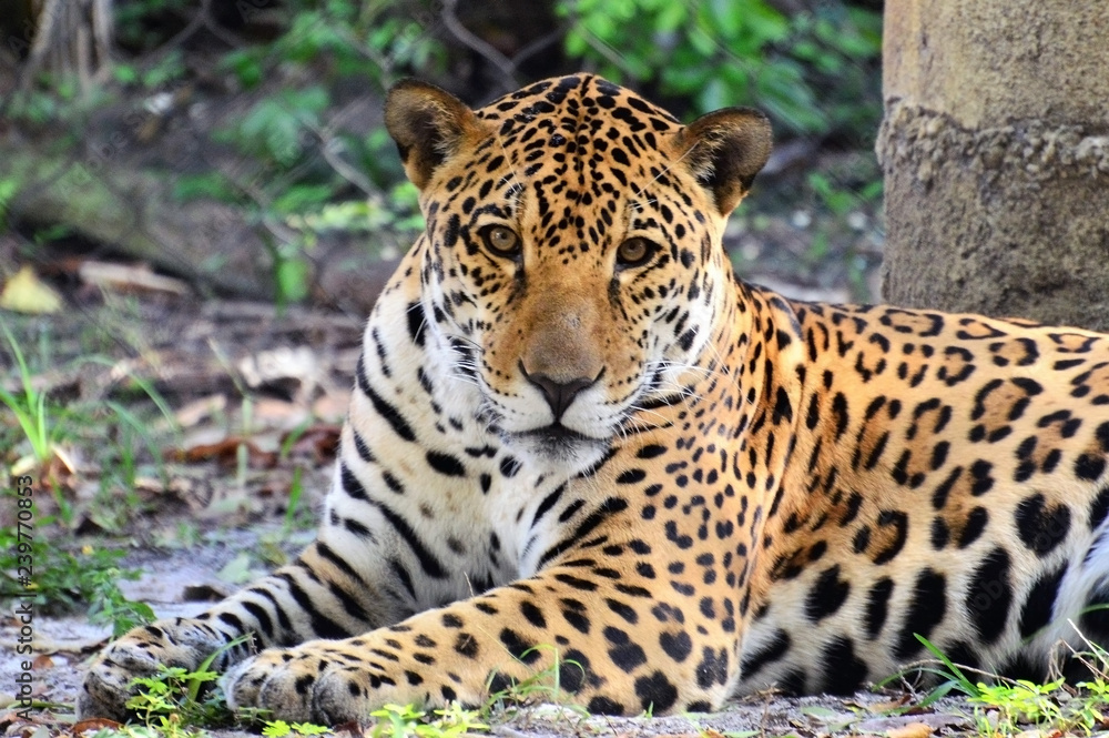 Obraz premium Leopard at the zoo