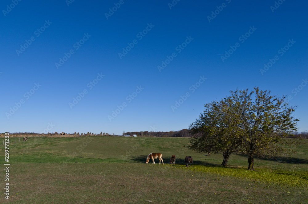 Grazing in the Grass Grazing in the Grass