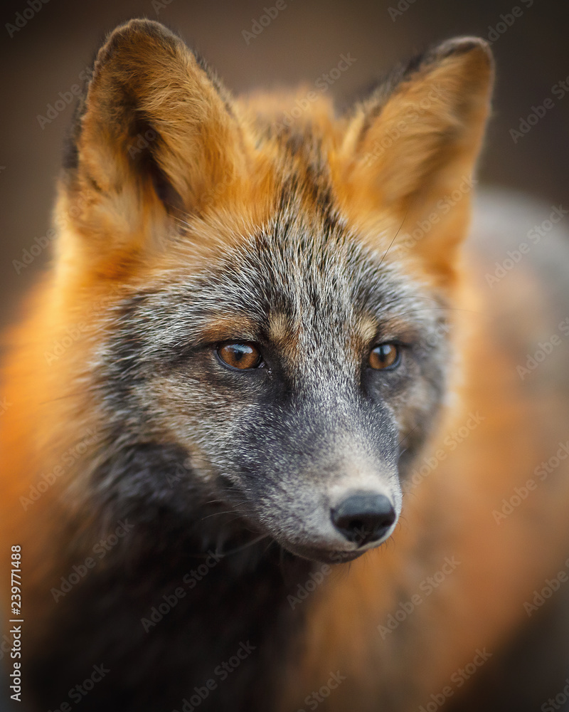fox face profile