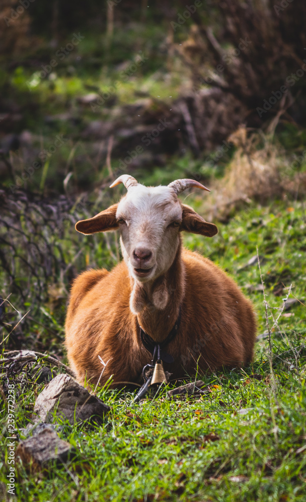 Fototapeta premium karaburun2