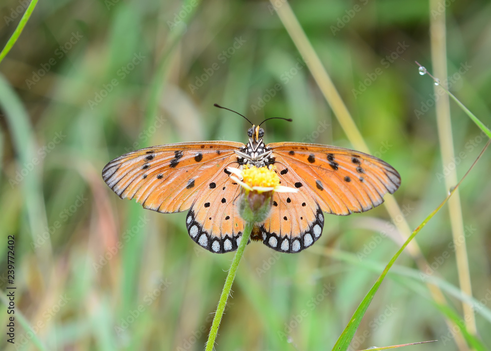 Fototapeta premium Beautiful Butterfly on Yellow flowers