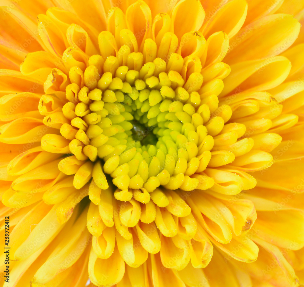 Beautiful Yellow flowers in nature Beautiful Yellow flowers in nature