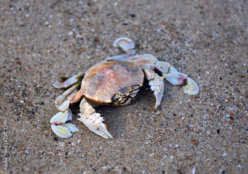 dead crab lies at the fine sandy beach