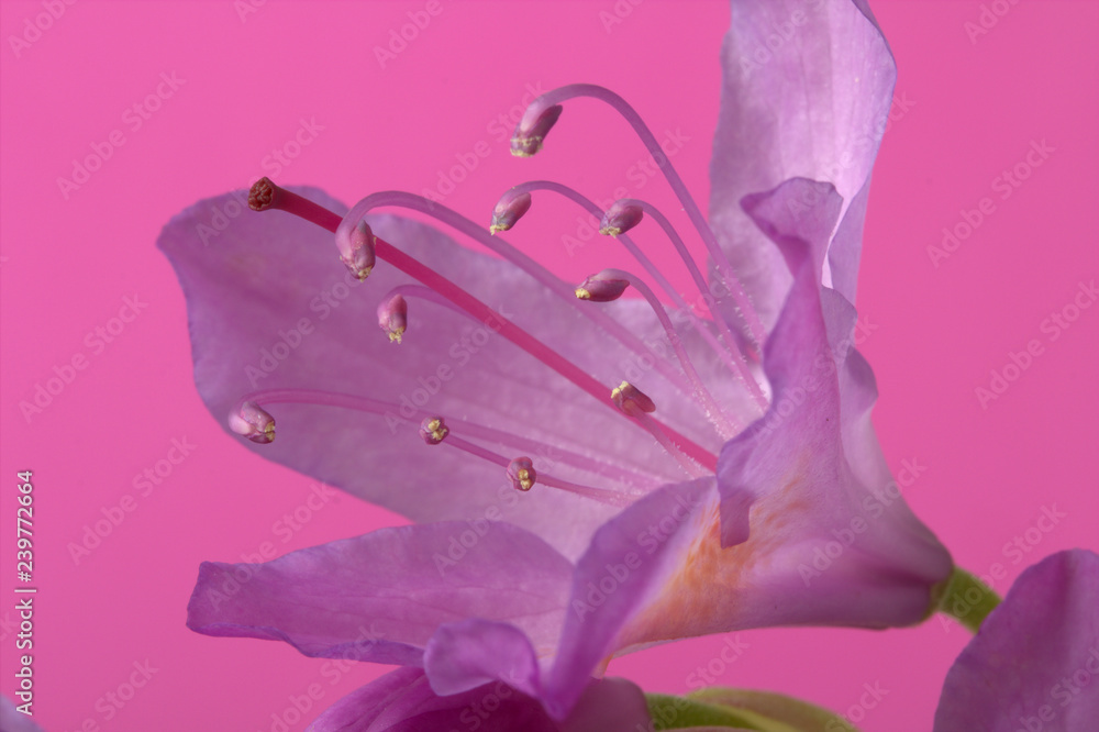 Purple Lilly on a pink background