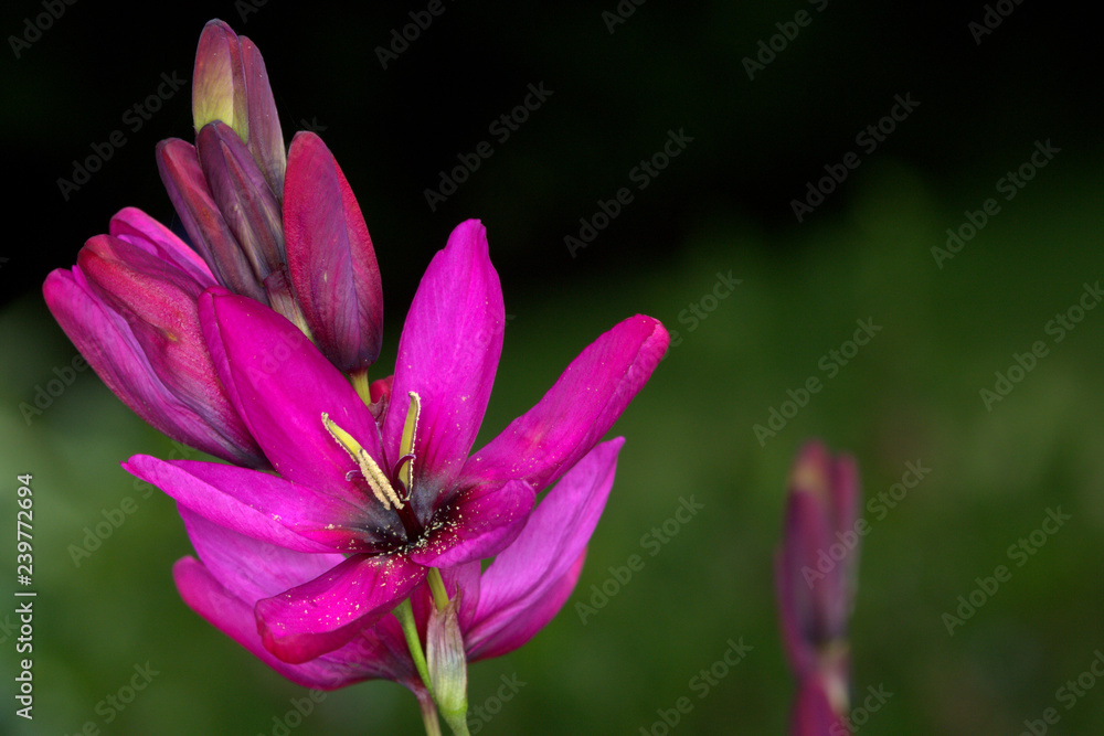 Bright pink Ixia corn lily. Bright pink Ixia corn lily.