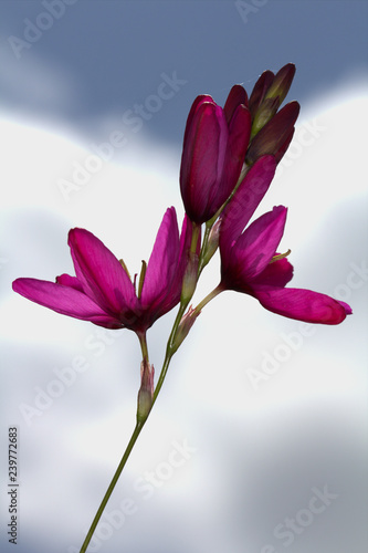 Bright pink Ixia corn Lily. Garden Flower. white cloud background. photo