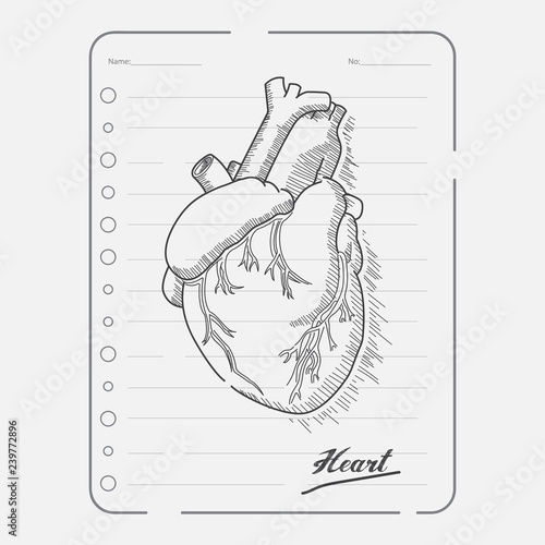 vector image sketch heart