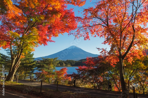 Maple leaves change to autumn color at Mt.Fuji, Japan photo