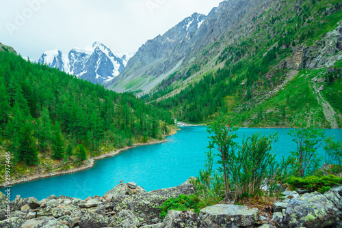 Green bush on stony hill on background of glacier and mountain lake. Coniferous forest on mountainside. Rich vegetation of highlands. Mountainous flora. Amazing vivid landscape of majestic nature.