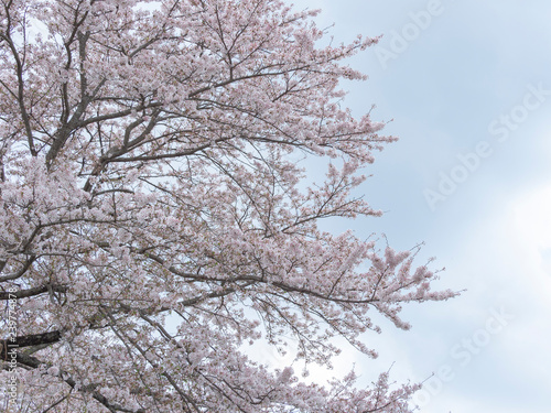 桜 © ruiruito
