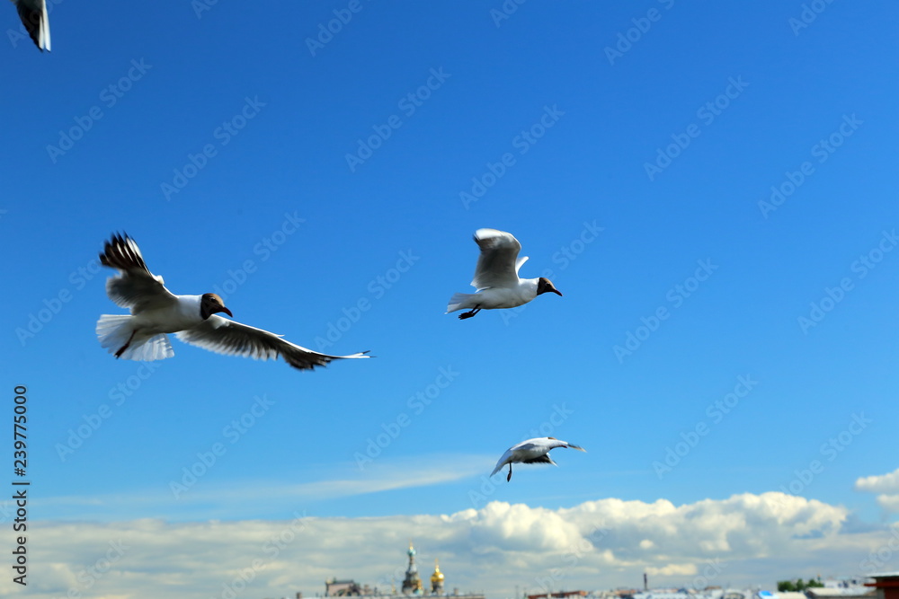 seagulls on blue sky background