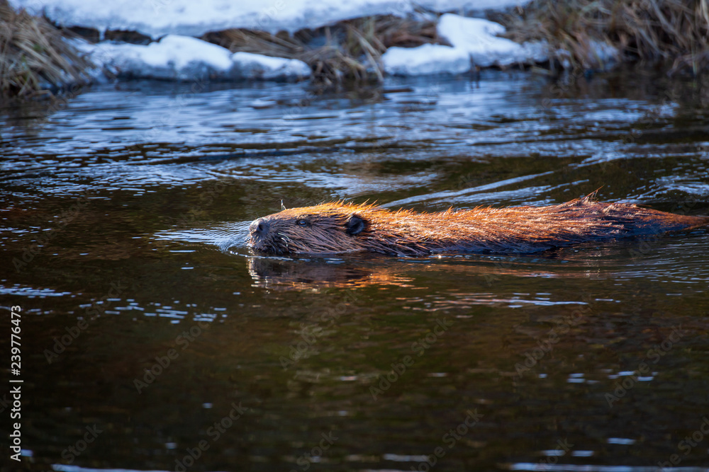 Fototapeta premium A Beaver goes for a swim in a cold stream