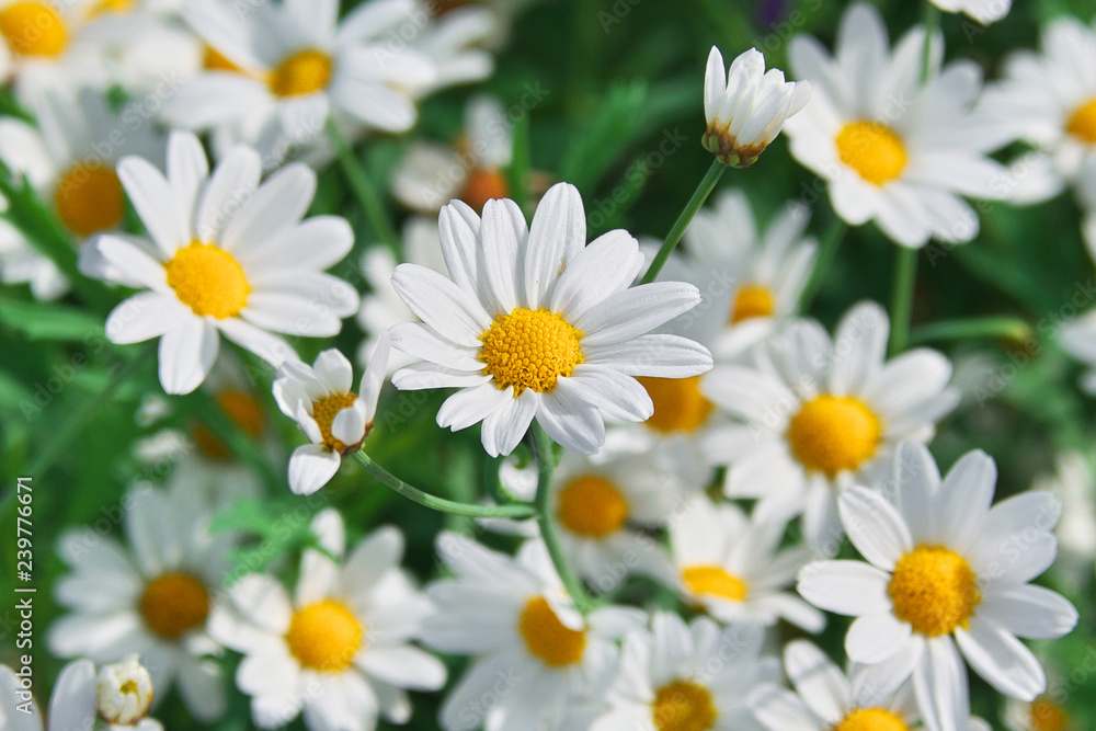 Field of camomiles at sunny day at nature. Camomile daisy flowers, field flowers, chamomile flowers, spring day