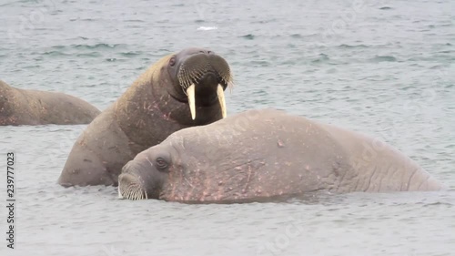 Walrus in the water of Spitsbergen Steady shot of Walrus in the water