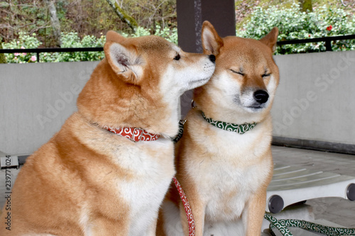柴犬・内緒話